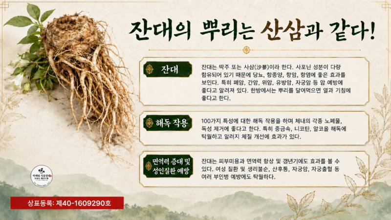 잔대 효능.png